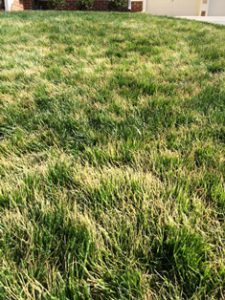 browning out of tall fescue