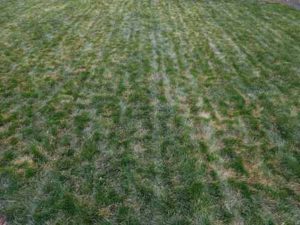 browning out of tall fescue