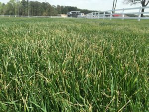 browning out of tall fescue