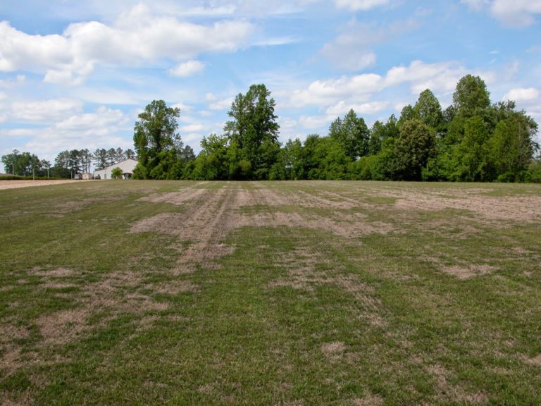 spring dead spot in turf