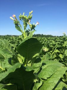 Cover photo for Dicamba vs. Calcium