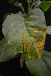 Cover photo for From the Field Agronomy Notes: Vol. 2, Num. 12