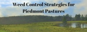 Cover photo for Weed Control Strategies for Piedmont Pastures