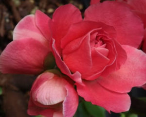 Cover photo for Double Take Pink Chaenomeles Wins Silver