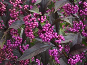 bright violet pearls with green/dark purple foliage