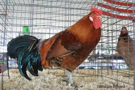 Cover photo for Pitt County Fair Youth Poultry Show 2023