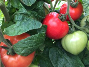 Cover photo for Pest Management Strategic Plan for Tomato in the Southeast