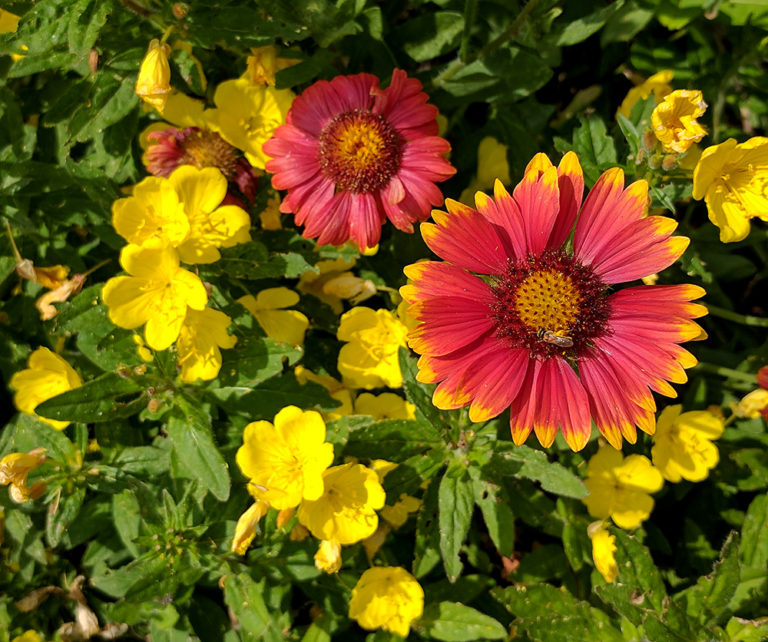 Spring Snapshots From Extension’s Pollinator Paradise Garden NC State