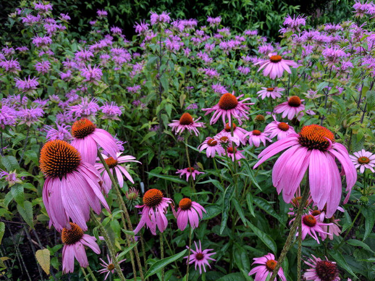 Spring Snapshots From Extension’s Pollinator Paradise Garden NC State