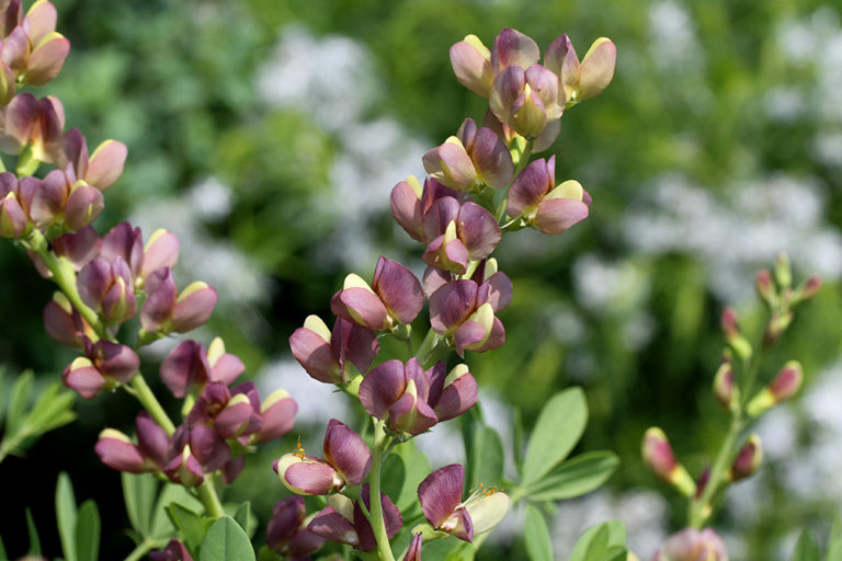 Spring Snapshots From Extension’s Pollinator Paradise Garden NC State