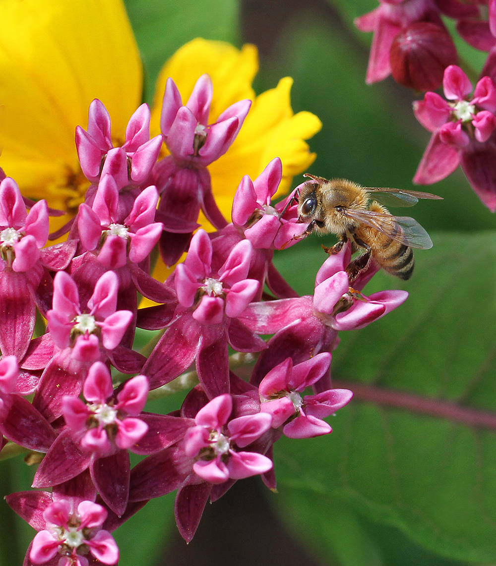 Spring Snapshots From Extension’s Pollinator Paradise Garden NC State