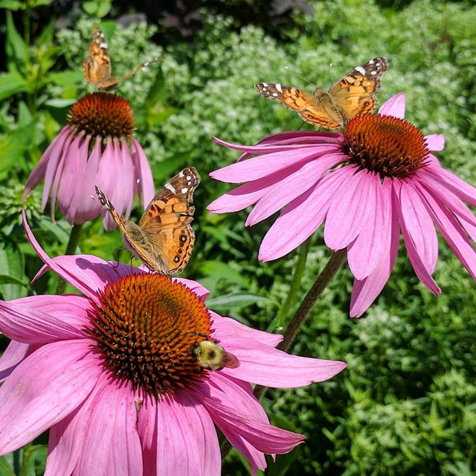 Spring Snapshots From Extension’s Pollinator Paradise Garden NC State