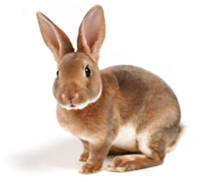 Cover photo for Pitt County Fair Youth Rabbit Show 2023