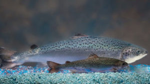 Cover photo for First Genetically Engineered Salmon Sold in Canada