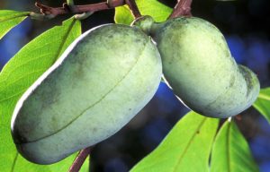 pawpaw fruit