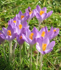 Crocus