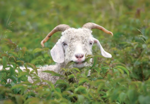 Cover photo for 3 G's for Difficult to Control Weeds