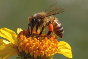 Cover photo for Coastal Plains Beginner Beekeeper Grant