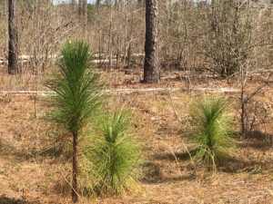 Longleaf Pine Seedlings