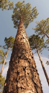 vertical photo of longleaf pine trees
