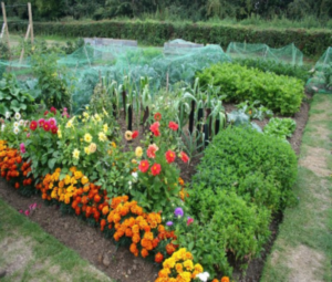 Cover photo for Lunch Time Garden Tips