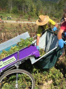 Lemon Balm Harvest