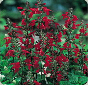 Cover photo for Brunswick County Newcomer's Packet