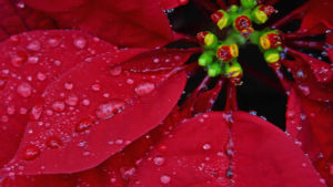 poinsettia with dew