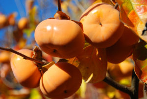 Cover photo for Persimmons – A Fruit Tree to Consider