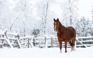 Cover photo for Equine Update Winter 2017