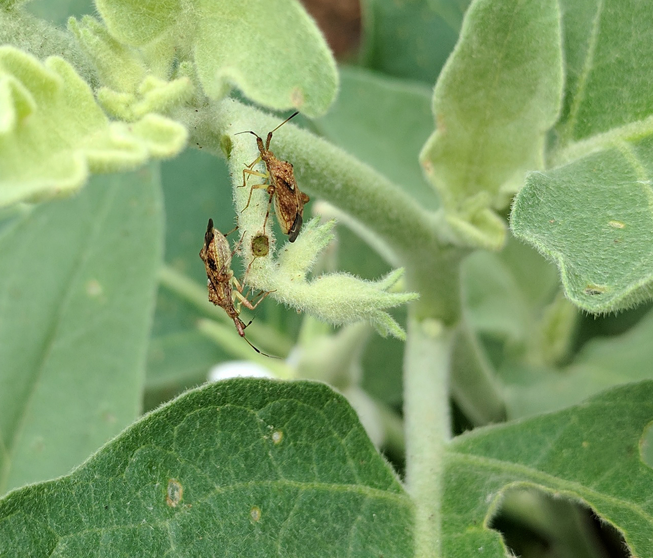 Incredible Diversity of Critters on Eggplant Crop NC State Extension