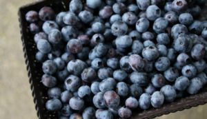 Cover photo for Small Fruit Plant Sale