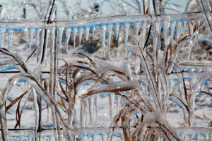 plant stalks and wire covered in ice and snow