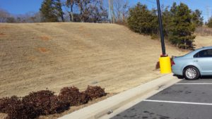fire ant mounds