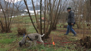 Cover photo for Learn How to Grow Truffles, and Eat Them, Too-This Weekend in Asheville