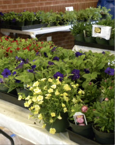 Cover photo for 2018 Currituck Home, Flower, and Garden Show