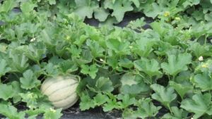 melon in the field