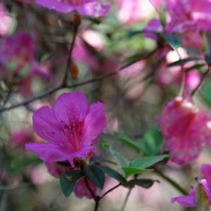 formosa azalea