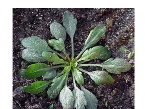 Cover photo for Burndown Time Is Upon Us (Cahoon)