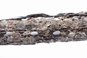 Cover photo for Crapemyrtle Bark Scale Pest Alert!