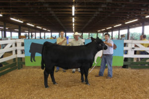 Cover photo for Catawba Valley Youth Beef Expo