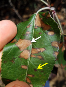 Cover photo for Preparing for Glomerella Leaf Spot and Fruit Rot in 2018
