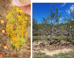 Symptoms of Glomerella Leaf Spot later in the season. Left Photo: Leaf
