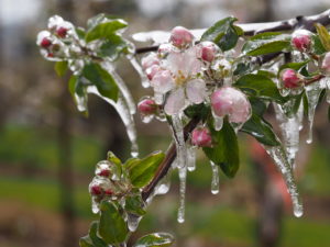 Cover photo for Apple Horticultural Update: Cold Temperatures and Crop Load Management
