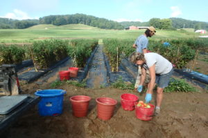 Cover photo for Want a Temporary Position Working on Hops, Organic Vegetables and More?