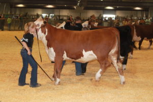 Cover photo for Cape Fear Farm Credit Heifer Showdown