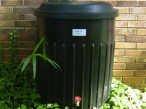 Rain Barrel