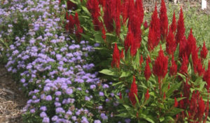 a landscape bed with blue ageratum and red celosia in flower