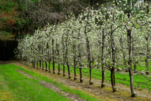 Cover photo for WNC Orchard Insect Populations for April 17, 2018