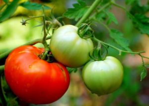 Cover photo for How to Grow Better Tomatoes